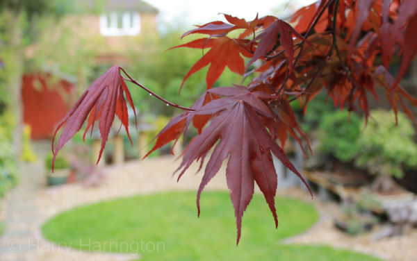 acer palmatum atropurpureum leaf